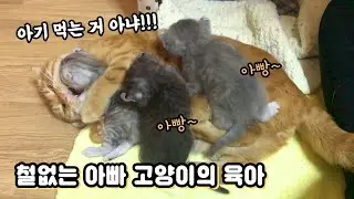 The birth story of Benny's family | The story of a immature dad cat raising a baby cat.