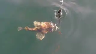 Баренцево море, ёрш