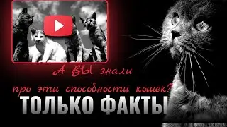 А вы знаете про эти способности кошек? Только факты.