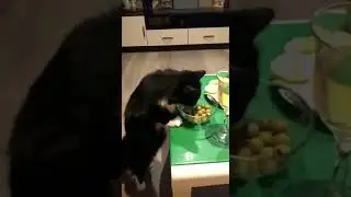 Оливки и кошка Ляся