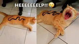 Funny cats and dogs video #14 🤣