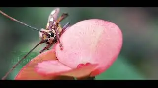 PLC MACROPHONEGRAPHY