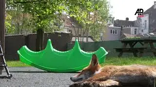 Foxes increasingly visible in Brussels