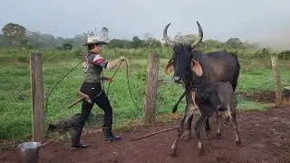 FIRME NA LIDA! Rotina de uma vaqueira.