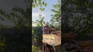 Как нарастить силу семьи!🐝🐝🐝🐝🐝🐝🐝🐝🐝🐝🐝
