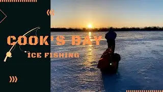 HAMMERING PERCH at COOK'S BAY