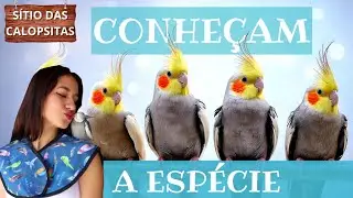 TUDO SOBRE CALOPSITA! O QUE PRECISA SABER!?