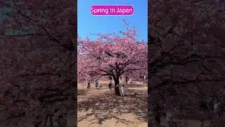 When Spring Comes To Japan #japan #shorts #tiktok #travel
