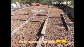 fresh walnuts || beautiful weather #trending @visit49