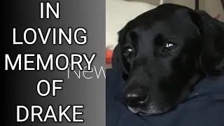 In loving Memory of Drake