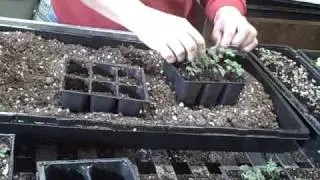 Transplanting Indoors Peppers, Herbs, and Kale