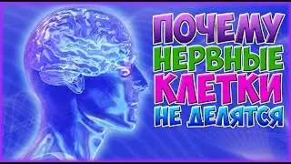 ПОЧЕМУ НЕРВНЫЕ КЛЕТКИ НЕ ВОССТАНАВЛИВАЮТСЯ ИЛИ ВОССТАНАВЛИВАЮТСЯ?