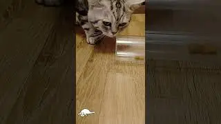 Сила воли #animals