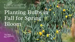 Planting bulbs in fall for spring bloom