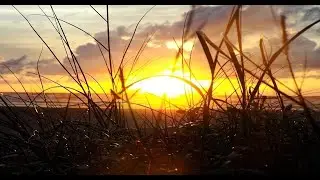 Warm sunset, crickets, sleep sounds, ambient sound, relaxing sounds.