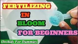 Orchid Care:Fertilize Orchids in Bloom