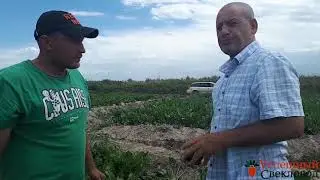 Способ полива сахарной свеклы