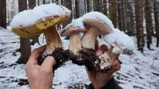 Beautiful mushrooms in November