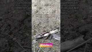 Жуткое и опасное насекомое в Азии! ОСТОРОЖНО! Это - сколопендра, лучше его не встречать.