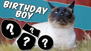 My Siamese Cats Special Birthday Gifts