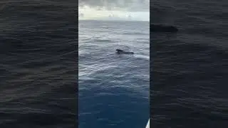 Tenerife, Islas Canarias