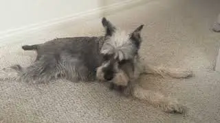 miniature schnauzer - teasing sleepy old  senior dog with food