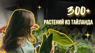 300+ растений из Тайланда | Обзор закупки | Часть 2