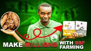 How to make Millions with Black Soldier fly larvae farming