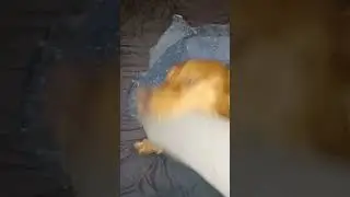 Ziggy boi angry Lil dude