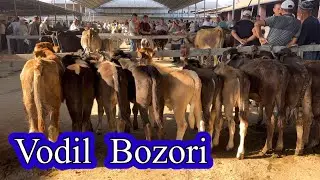 Vodil bozori . Qirgizistan buqalar makioni  . Katta va kichik  buqar narhlari. 24,07,24