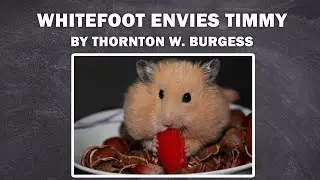 WHITEFOOT ENVIES TIMMY - Whitefoot the Woodmouse / to listen the book