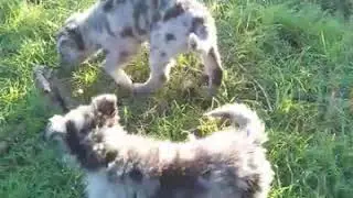 #myyearonyoutube animals | pastore del lagorai | dogs funny videos | cute dogs