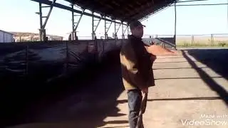 ОАО Утевское, Гордуны зерноток. Гарик Сукачёв, а я милого узнаю по походке.