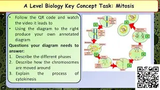 A level biology mitosis revision