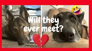 The EMOTIONAL Plea! A German Shepherd’s Heartfelt and HILARIOUS Love Letter 😂