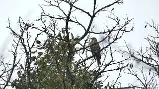 Paszkot - śpiew / Mistle thrush - singing (Turdus viscivorus)