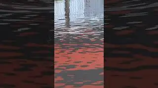 Огромный амур скушал дольку батона за 30 секунд