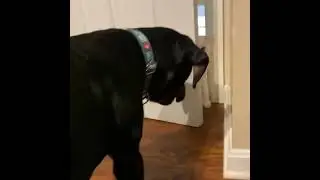 Kenzie Attacking Cat (Cat Attack Back)