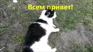 Кот с резинкой на пузе. Прикол с котом