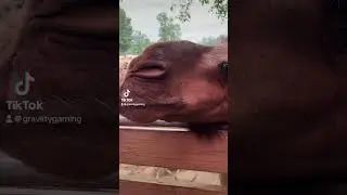Just wants a snack #zoo