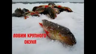 Поиск окуня! Нарвались! Отличная рыбалка.