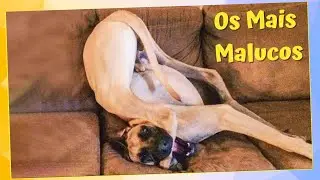 Só Vendo Pra Crer No Que Eles Fazem ⭐Cachorros Engraçados ⭐Tente Não Rir