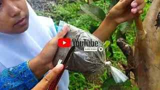 CARA MENCANGKOK POHON JAMBU BIJI || VERSI ANAK SMK PP PADANG