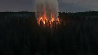 Forest Fire
