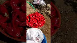 Salçalık 🌶️ Biber