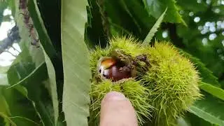 Каштан їстівний в Бельгії