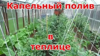 Капельный полив Жук в поликарбонатной теплице. Коротко и подробно об установке на 3 грядки в теплице
