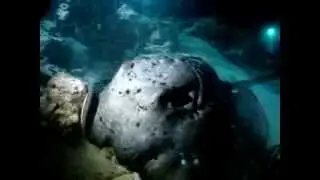 Ночной дайвинг с акулами на Мальдивах с Подводным клубом Дайвер