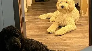 How to register your golden doodle with CKC