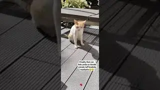 conversation with cat